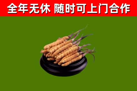 文昌市烟酒回收冬虫夏草.jpg